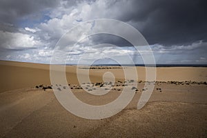 Natural-park, Corralejo , Fuerteventua, Canary- Islands, Spain