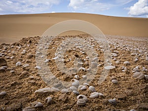 Natural-park, Corralejo , Fuerteventua, Canary- Islands, Spain