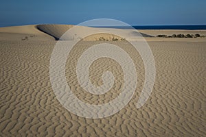 Natural-park, Corralejo , Fuerteventua, Canary Islands, Spain