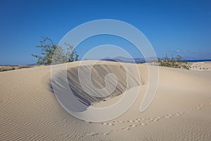 Natural-park, Corralejo , Fuerteventua, Canary Islands, Spain