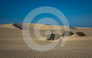 Natural-park, Corralejo , Fuerteventua, Canary Islands, Spain