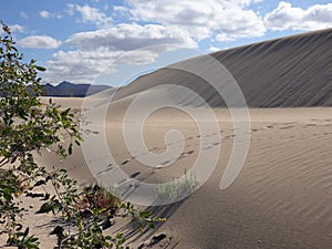 Natural-park, Corralejo , Fuerteventua, Canary Islands, Spain