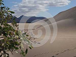 Natural-park, Corralejo , Fuerteventua, Canary Islands, Spain