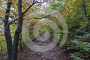 Natural park of Montseny in autumn with a dog in the path