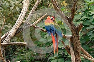 Reserva Africaine Sigean France Ara Parrot photo