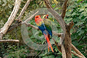 Reserva Africaine Sigean France Ara Parrot photo