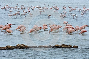 Natural Park Nature Wildlife Refuge Reserva Africaine Sigean France Flamingo photo