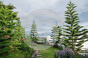 Natural park with Norfolk island pine tree and variety flower blooming growth in the garden