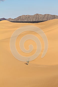 Sand dunes of Pinacate park near puerto peÃÂ±asco, sonora XXX photo