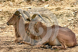 Natural Park Reservation Reserva Africaine Sigean Antelope photo