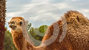Natural Park Reservation Reserva Africaine Sigean Camel photo