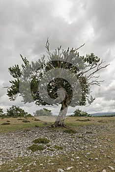 Natural park of Urbasa and andia photo