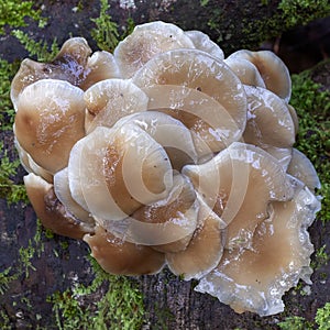 Natural Park  woodland  fungi parasites and saprophytes inhabiting the territory and forest plants and trees.