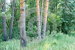 Natural parks of the Moscow region,Beautiful greens ,beautiful trees