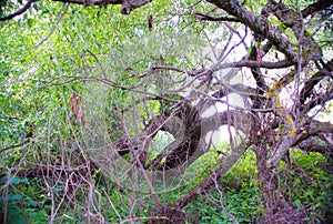 Natural parks of the Moscow region,impassable fores