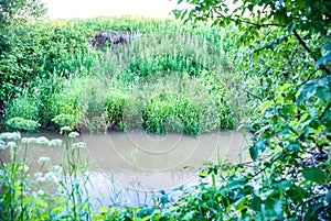 Natural parks of the Moscow region,a pond in the woods,impassable fores