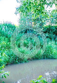 Natural parks of the Moscow region,running pond in the woods,impassable fores