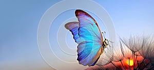 Natural pastel background. Blue morpho butterfly and dandelion. Seeds of a dandelion flower on a background of sunrise. Copy space