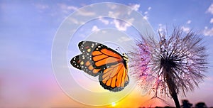Natural pastel background. Monarch butterfly and dandelion. Seeds of a dandelion flower in drops of water on a background of sunri