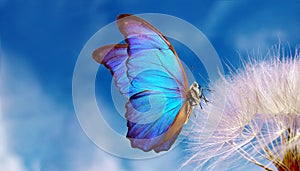 Natural pastel background. Morpho butterfly and dandelion. Seeds of a dandelion flower on a background of blue sky with clouds. Co