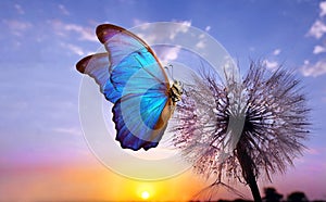 Natural pastel background. Morpho butterfly and dandelion. Seeds of a dandelion flower in drops of water on a background of sunris