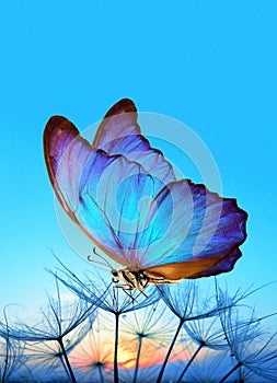 Natural pastel background. Morpho butterfly and dandelion. Seeds of a dandelion flower in drops of water on a background of sunris