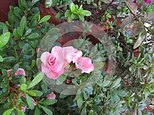 Natural pastel pink biflora flower in all its splendor, covered with drops of morning dew. photo