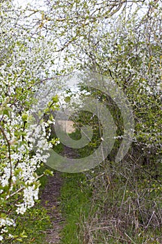 Natural path in bushes, hawthorn shrubs, trees and grassland, Europe