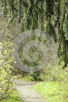 Natural path in nature