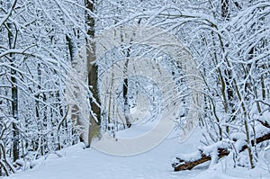 A natural path through the snowy forest