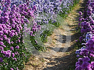 Natural pathway in purple blooming flower field