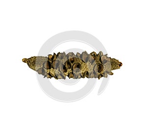 Banksia seed pod isolated on white background.