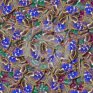 Natural pattern for design. Abstract blue and green pattern of bright butterflies. Colorful butterfly ornament. Purple emperor but