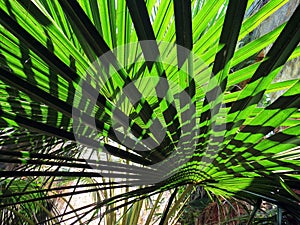Natural pattern of light shadow on tropical leaf