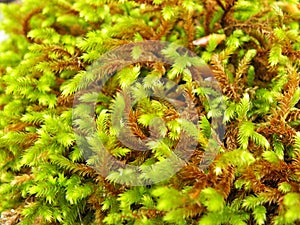 Natural pattern of Moss plant