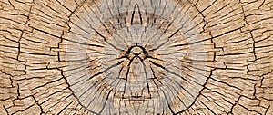 Natural pattern oak tree texture. oak stump close up. sawed oak tree