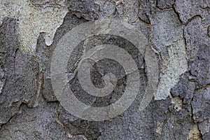 Natural pattern from the old wood tree bark. Beautiful texture of the bark against background