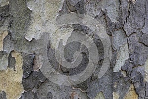 Natural pattern from the old wood tree bark. Beautiful texture of the bark against background