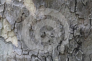 Natural pattern from the old wood tree bark. Beautiful texture of the bark against background