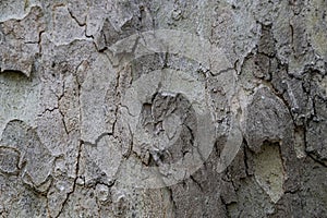 Natural pattern from the old wood tree bark. Beautiful texture of the bark against background