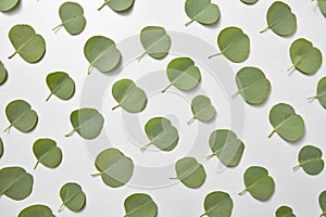 Natural pattern from small leaves of Eucalyptus on a light grey background.