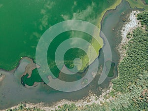 Natural pattern of a wetland. Green water. photo