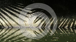 Natural patterns. Abstract shadow of Chinese fan palm tree leaves on canal wall and water