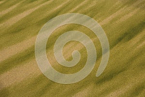 Texture of Algae on Beach Sand