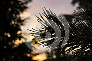 Natural pearls made by raindrops on the pine tree during colorful sunset.