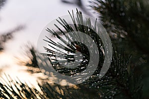 Natural pearls made by raindrops on the pine tree during colorful sunset.