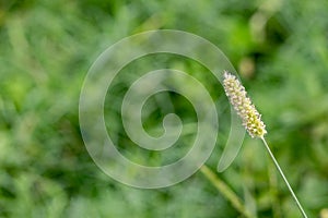 Natural phalaris minor in froint of burry green background with a copy space. natural concept.jpg