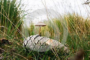 Mushrooms growing from a pine cone. Pine cone with two growing mushrooms lays in the grass in the field.
