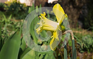 Natural photo daffodil flower closeup