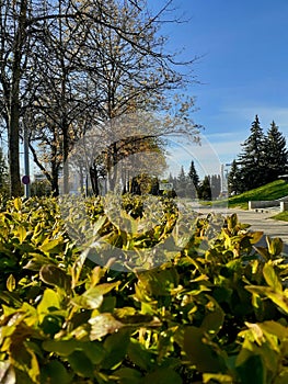 natural photo of nature in the park on a clear, sunny day